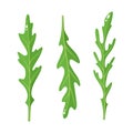 Cartoon bright arugula rucola leaves isolated on white