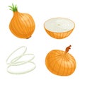 Cartoon brown or yellow onions set. Whole unpeeled, half, onion rings. Fresh farm market vegetables vector iilustrations