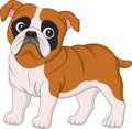 Cartoon bulldog isolated on white background