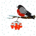 Cartoon bullfinch winter bird sits on a rowan branch with red berries