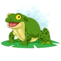 Cartoon bullfrog sitting on a leaf Royalty Free Stock Photo