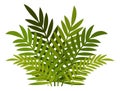 Cartoon bush. Jungle forest green foliage plant