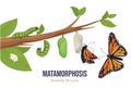 Cartoon butterfly life cycle metamorphosis vector flat illustration. Steps winged insect development