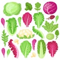 Cartoon cabbage. Cauliflower, kale, broccoli and lettuce leaves, organic vegetarian diet salad greens, garden cabbage Royalty Free Stock Photo