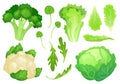 Cartoon cabbages. Fresh lettuce leaves, vegetarian diet salad and healthy garden green cabbage. Cauliflower head vector Royalty Free Stock Photo