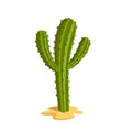 Cartoon cactus. Isolated mexican plant. Green succulent icon. Nature of Mexico