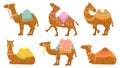 Cartoon camel. Funny desert animals with saddle. Camels vector isolated characters set. Wild Arabian pet