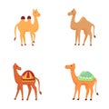 Cartoon camel icons set cartoon vector. Different type of camel with saddlery