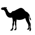 Cartoon camel ,vector illustration , black silhouette,profile Royalty Free Stock Photo