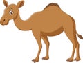 Cartoon camel on white background