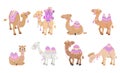 Cartoon camels. Isolated camel, cute desert animals with decorative carpets. Arabian animal, wild and pets. Funny Royalty Free Stock Photo