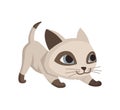 Cartoon cat character. Siamese colorpoint pet. Adorable domestic cat playing. Funny happy and playful animal. Cute two