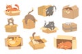 Cartoon cats in cardboard box. Felines play with boxes, adopt kittens and funny packed cats vector illustration set
