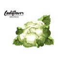 Cartoon cauliflower. Ripe green vegetable. Vegetarian delicious.