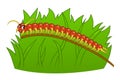 Cartoon centipede