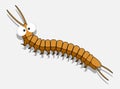Cartoon Centipede Worm Royalty Free Stock Photo