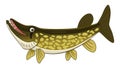 Cartoon chain pickerel Royalty Free Stock Photo