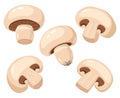 Cartoon champignon. Edible tasty ripe mushroom slices, delicious raw champignon mushrooms vector illustration set. Fresh