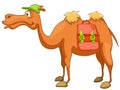 Cartoon Character Camel Royalty Free Stock Photo