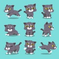 Cartoon character cat poses set