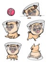 Cartoon character pug dog poses. Cute Pet dog in the flat style. Set dogs.