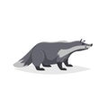 Cartoon cheerful badger. Forest Europe and North America animal. Flat with simple gradients trendy design.
