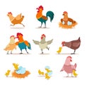 Cartoon chicken. Chick with eggs, hen and rooster. Happy christmas chicken, domestic birds and valentine pets vector