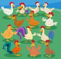 cartoon chickens farm animals comic characters group Royalty Free Stock Photo