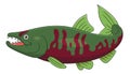 Cartoon chum salmon