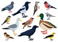 Cartoon city birds, sparrow, tit, pigeon and crow. European colorful birds, winged flying animals characters vector