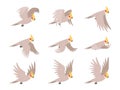 Cartoon cockatoo parrot fly animation frames sequence. Animated sprites loop of tropical bird flying in sky. Parrot wing vector Royalty Free Stock Photo