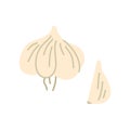 Cartoon Color Garlic Whole and Cloves. Vector