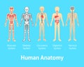 Cartoon Color Human Anatomical System Card Poster. Vector Royalty Free Stock Photo