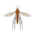 Cartoon Color Mosquito Insect on a White. Vector Royalty Free Stock Photo