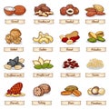 Cartoon color nut and seed grains. Vector collection Royalty Free Stock Photo