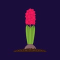 Cartoon Color Plant Pink Hyacinth Growth. Vector