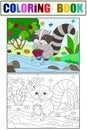 Cartoon coloring and color book black and white Nature. American, northern raccoon and coon washes strawberries