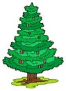 Cartoon coniferous tree Royalty Free Stock Photo