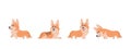 Cartoon corgi. Flat puppy for stickers, postcards, prints and posters, corgi home pet. Vector set of cartoon corgi