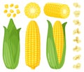 Cartoon corn. Maize vegetables, golden sweet corn cob, popcorn and corn grains, rich agriculture harvest vector