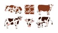 Cartoon cows. Animal from milk farm, lying and standing cattle with texture of cow spots pattern vector illustration set Royalty Free Stock Photo