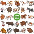 Cartoon cows and bulls farm animal characters big set Royalty Free Stock Photo