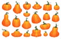 Cartoon crop squash. Pumpkin gourd fresh organic vegetable, orange autumn harvest simple fall pumpkins Thanksgiving or