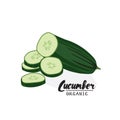 Cartoon cucumber. Ripe green vegetable. Vegetarian delicious. Eco organic food. Flat vector design, isolated on white background