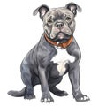 Cute American Pitbull Puppy Watercolor Clipart Illustration AI Generative