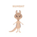 Cartoon a cute and funny numbat.