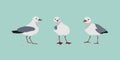 Cartoon cute gulls Royalty Free Stock Photo