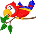 Cartoon cute parrot