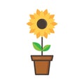 Cartoon cute sunflower in a flowerpot on a white background