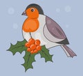 Cartoon cute vector bullfinch. A bright fluffy winter bird sits on a rowan branch with red berries. Winter card, poster